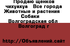 Продаю щенков чихуахуа - Все города Животные и растения » Собаки   . Волгоградская обл.,Волгоград г.